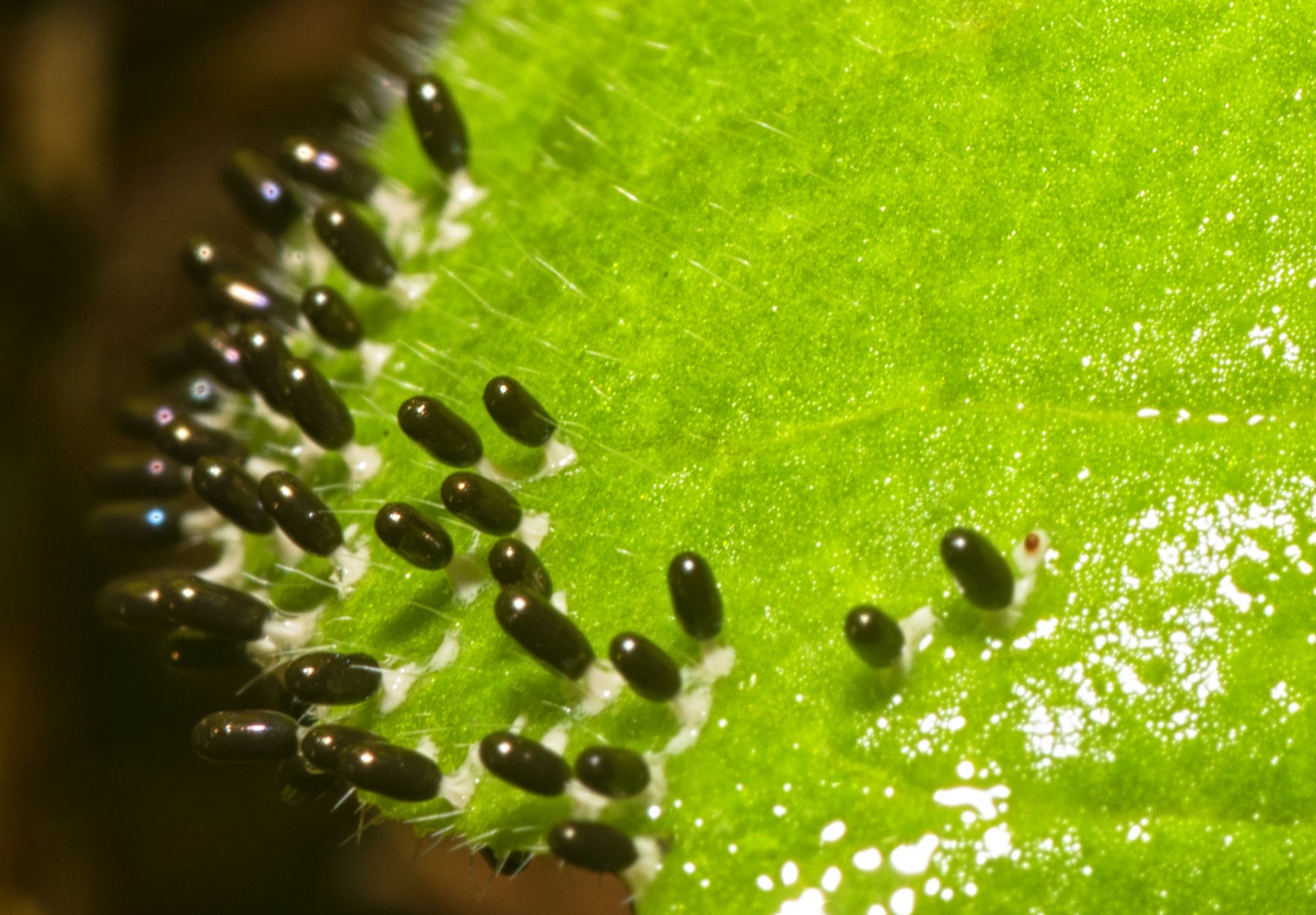 La Diachea leucopodia, un mixomicete da 1mm